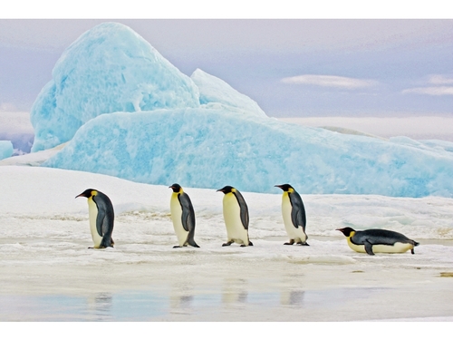 Obraz Penguins 1